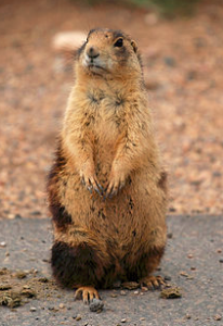 UDW Asks For Public Opinion On Prairie Dog Rules