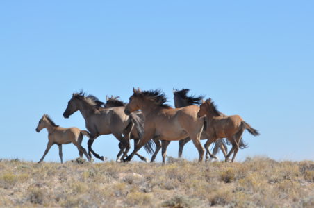 3 large corrals approved for western US wild horse roundups