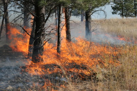 Controlled burn turns into wildfire