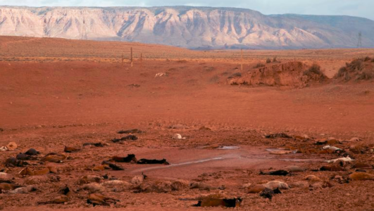 Horses trapped in muddy northern Arizona pond buried on site