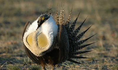 Fires prompt sage grouse hunting ban in large part of Nevada