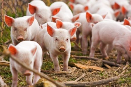 Activists face charges over piglets stolen from Utah farm