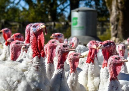 Activists charged with stealing turkey from Utah plant