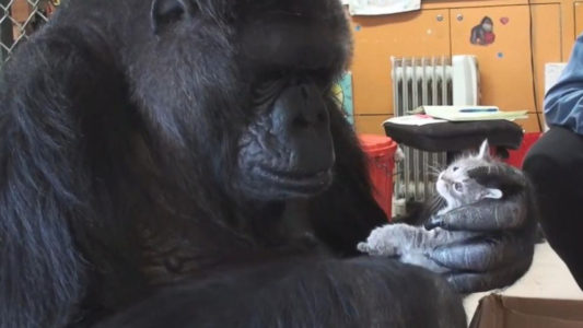 Koko the gorilla dies: ‘She taught me so much,’ trainer says