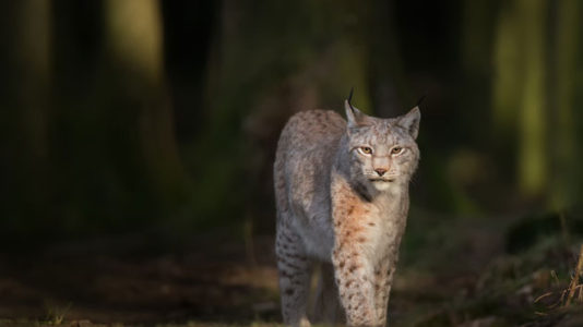Woman strangles possibly rabid bobcat after it attacks her, authorities say