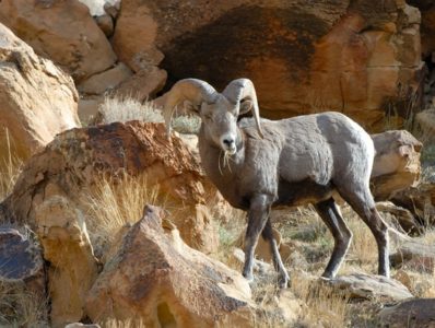 Bighorn sheep on Utah’s Antelope Island dying from disease