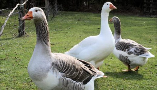 Urban geese roundup under way to move birds to the wild