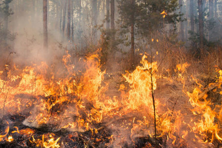 Utah forester: Firefighting costs this year at $110 million
