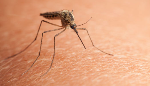 Wet spring means a bad summer for mosquitoes in Utah County