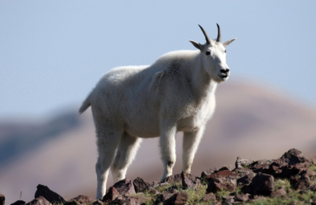 See mountain goats in unique terrain of the Tushar Mountains