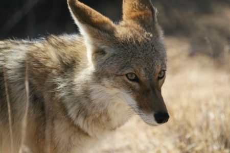 Tough requirements placed on Utah’s coyote bounty program
