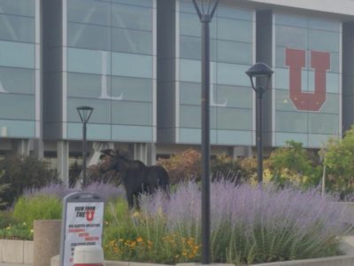 DWR Reports 11 Moose-Related Incidents Over Last Week