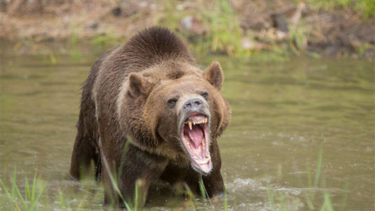 71-year-old woman injured severely in bear attack recounts the ‘horrible experience’