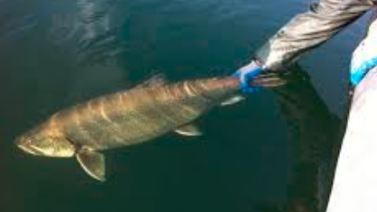 DWR proposes fishing changes for 2019 and 2020