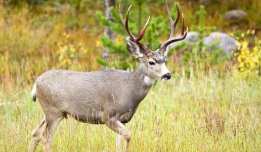 Wildlife biologists fly mule deer for herd-health project