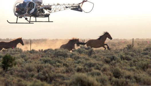 Over 1,700 wild horses in Nevada and Utah removed, relocated