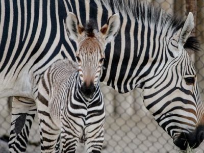 Hogle Zoo To Have Silent Night Neurodiversity Celebration