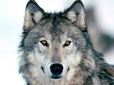 Southern Utah Ranchers And Hunters Worry About Wolf Population Spreading