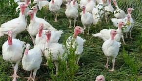 Another Flock Of Turkeys Tests Positive For Bird Flu In Utah