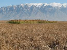 Rescuers use heavy-duty vehicle to plow down invasive weeds