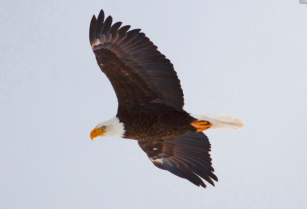 10-Thousands Dollar Reward For Information Leading To An Arrest Of Person Who Shot A Bald Eagle