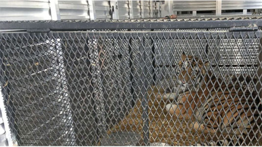 Tiger found caged in abandoned home gets second chance at wildlife sanctuary