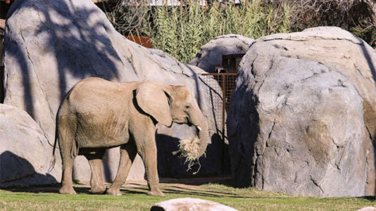 11-year-old African elephant named Bets dies unexpectedly at Fresno Chaffee Zoo in California