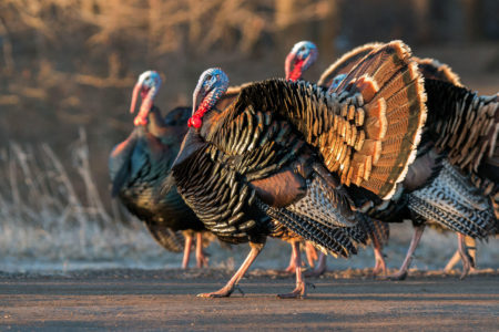 ‘Nuisance’ wild turkeys rounded up in northern Utah