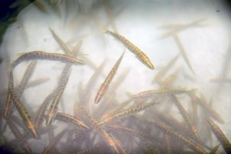Thousands of tiger muskies swim into new reservoir home