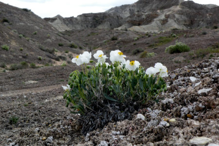 More protection sought for rare poppy found in southern Utah