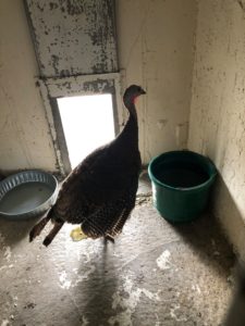 Ephraim Police Arrest Jaywalking Turkey