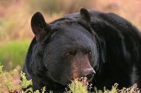 Utah Wildlife Board approves minor changes to bear hunting rules, rewards for reporting poachers and other items