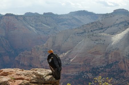 Zion National Park reports first condor to leave the nest