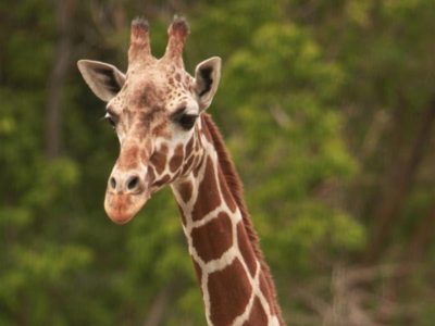 Salt Lake City zoo mourns death of giraffe, unborn calf