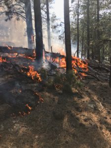 Forest Service to let lightning caused fire burn in Wayne County
