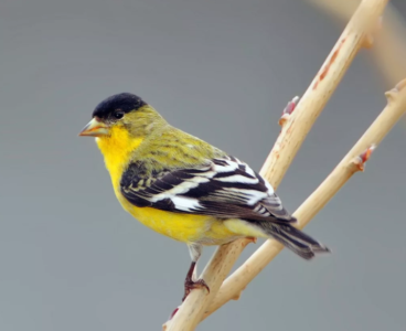 Drunk man uses an Uber to rescue injured baby bird