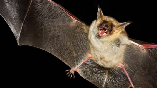 Rabies-carrying bats raising alarm in southwest Utah