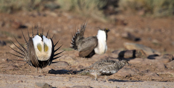 Groups threaten suit over rare bird’s fate in Colorado, Utah