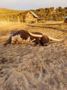 Mayfield rancher offers reward after finding livestock shot