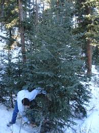 Christmas tree permits for non-commercial use for sale across Utah
