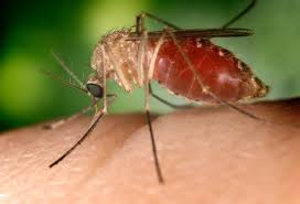 West Nile Virus detected in body of water in northern Utah