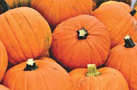 Statewide pumpkin suppliers face shortage after Utah freeze