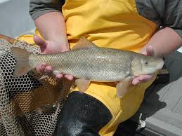 Imperiled Utah fish bouncing back after 18 years