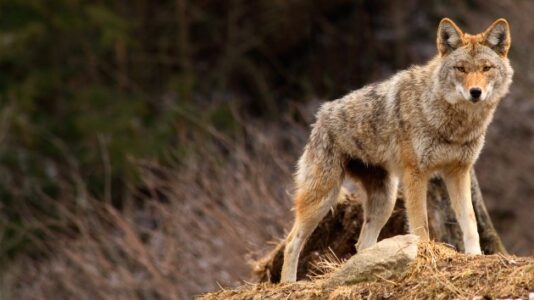 Coyote captured in Chicago after two reported attacks