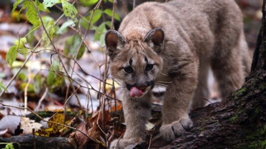 Endangered Florida panther kittens find forever home at wildlife conservation