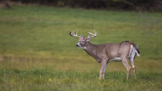 Teenagers seen assaulting deer on video charged with animal cruelty: Officials