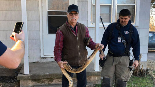 6-foot boa constrictor found inside man’s couch