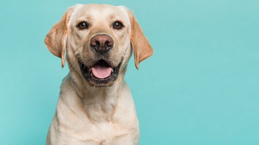 A California man mourns his beloved dog — until he gets a shocking phone call