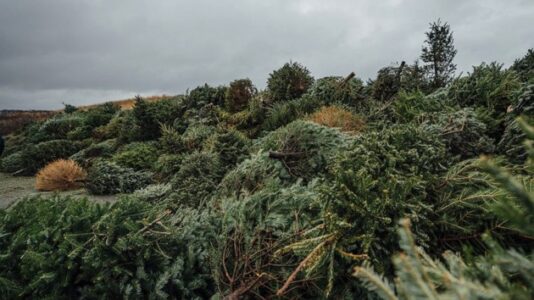 After initial goal of 200, 2000 Christmas trees are donated to help sand dunes in New Jersey