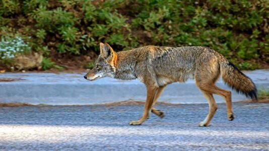 Second coyote attack after 5-year-old was bitten in Chicago